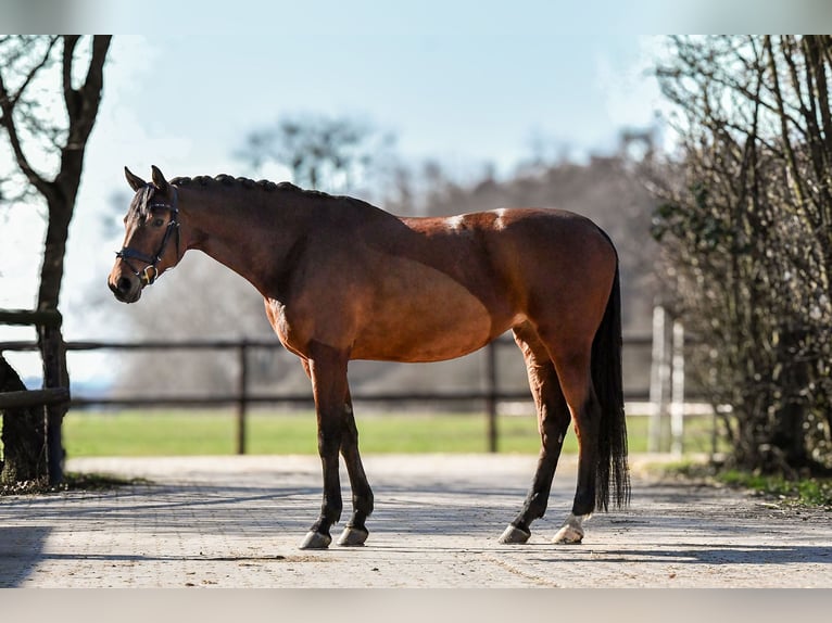 Hanoverian Mare 12 years 16.2 hh Brown in Riedstadt