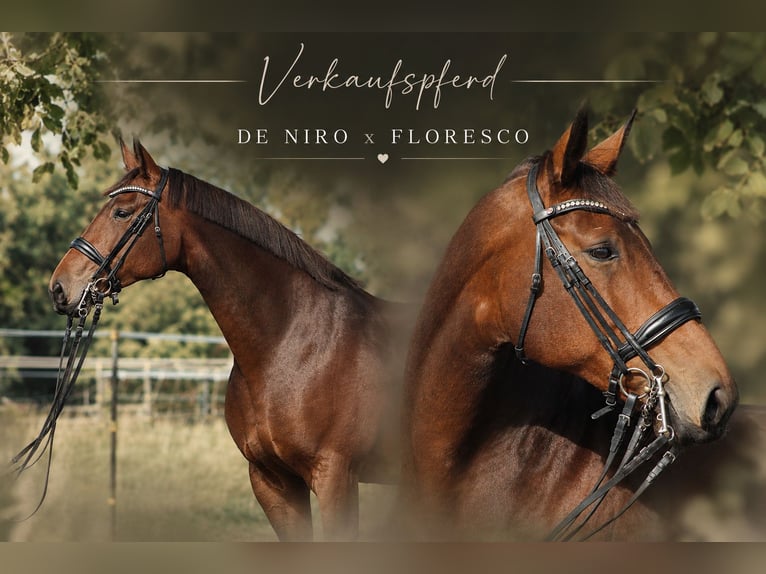 Hanoverian Mare 12 years 16.2 hh Brown-Light in Korntal-Münchingen