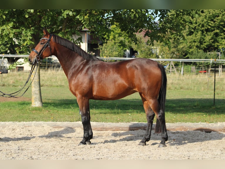 Hanoverian Mare 12 years 16.2 hh Brown-Light in Korntal-Münchingen