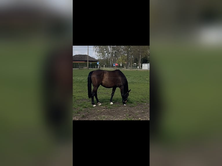 Hanoverian Mare 12 years 16.2 hh Brown in Balen