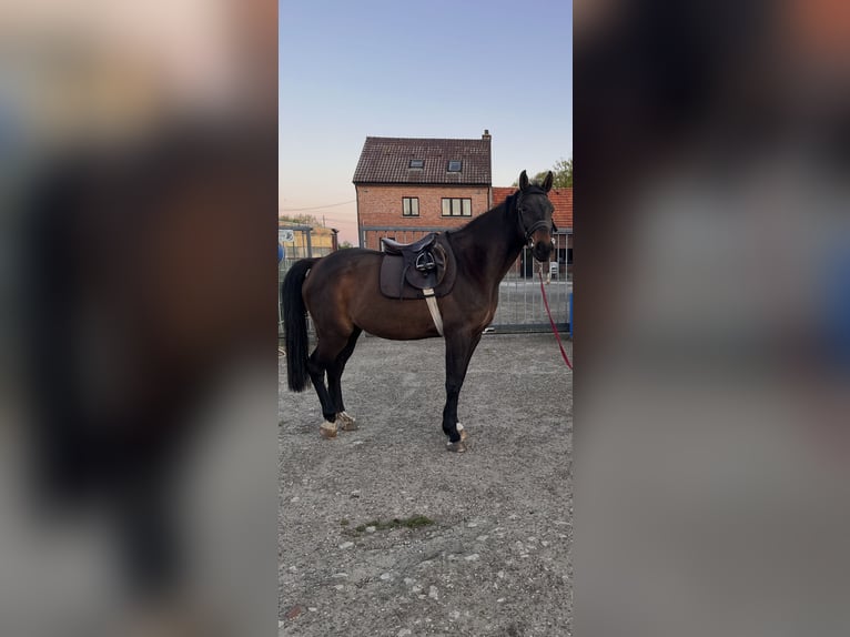 Hanoverian Mare 12 years 16.2 hh Brown in Balen