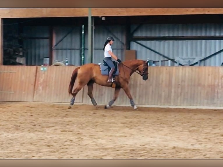 Hanoverian Mare 12 years 16,2 hh Chestnut-Red in Burgdorf
