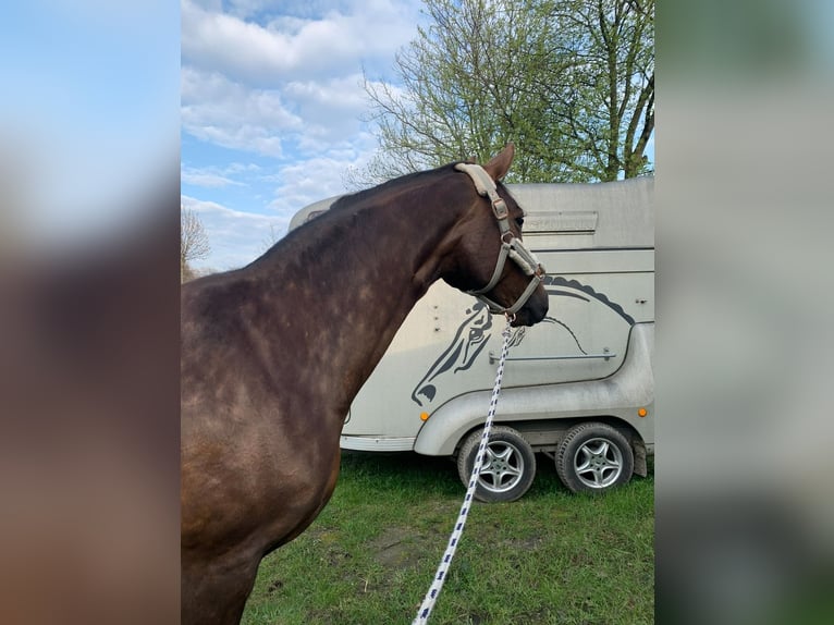 Hanoverian Mare 12 years 16,2 hh Chestnut in Recklinghausen