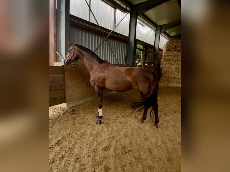 Hanoverian Mare 12 years 16,2 hh Chestnut in Recklinghausen