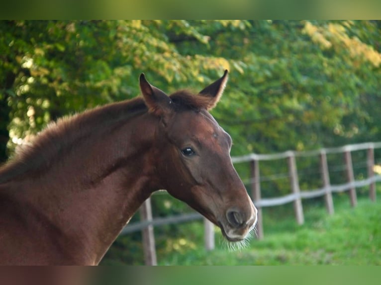 Hanoverian Mare 12 years 16,2 hh Chestnut in Recklinghausen