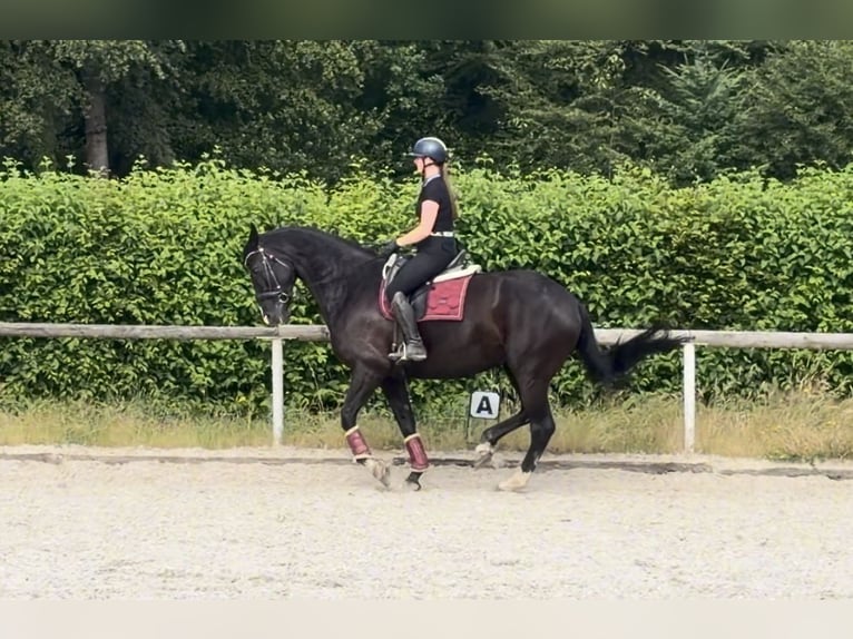 Hanoverian Mare 12 years 16.2 hh  in Neustadt (Wied)