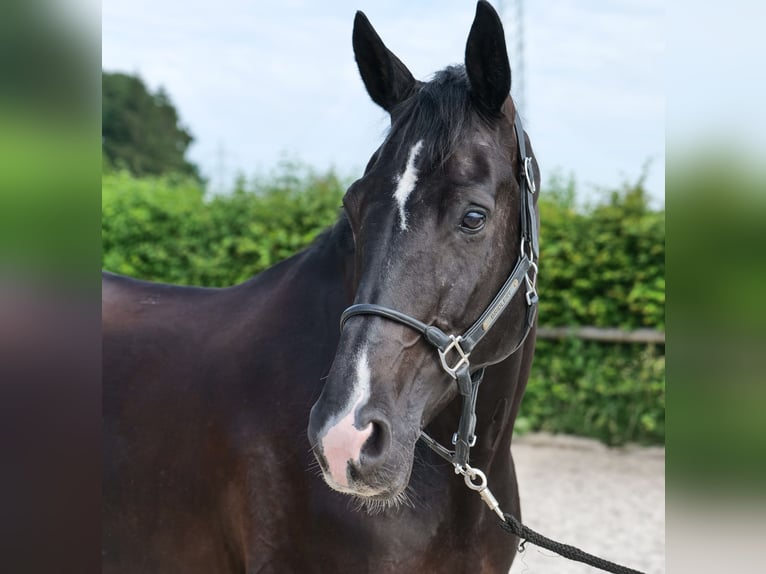 Hanoverian Mare 12 years 16.2 hh  in Neustadt (Wied)