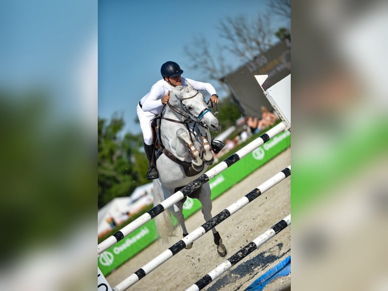 Hanoverian Mare 12 years 16,2 hh Gray in Kondrajec