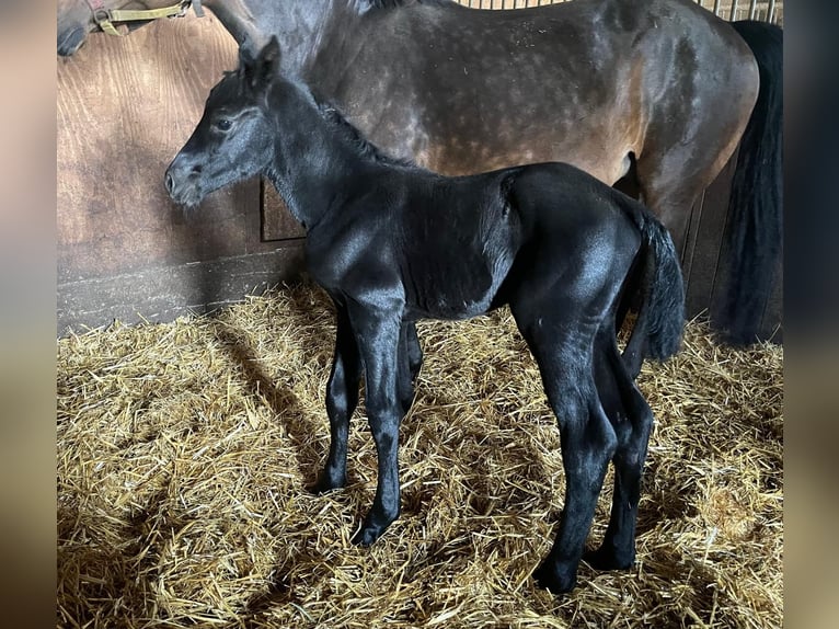 Hanoverian Mare 12 years 16.2 hh Smoky-Black in Bassum