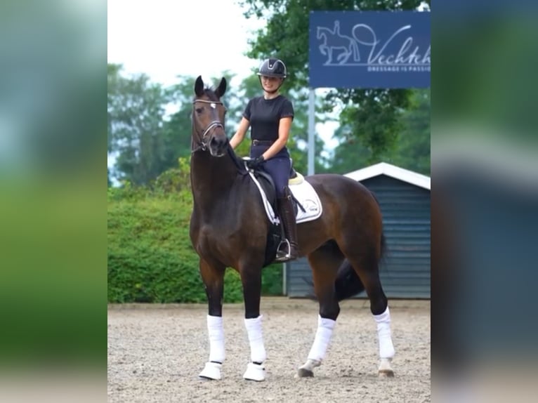 Hanoverian Mare 12 years 16,3 hh Brown in Gölenkamp