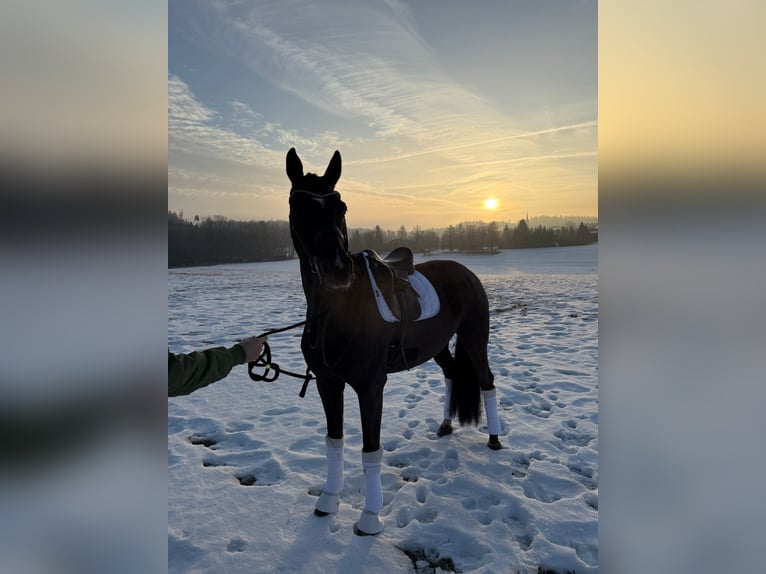 Hanoverian Mare 12 years 16.3 hh Chestnut in Chieming