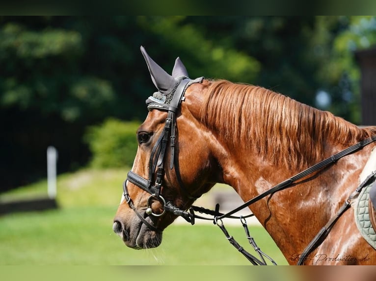 Hanoverian Mare 12 years 16,3 hh Chestnut-Red in Kaufbeuren