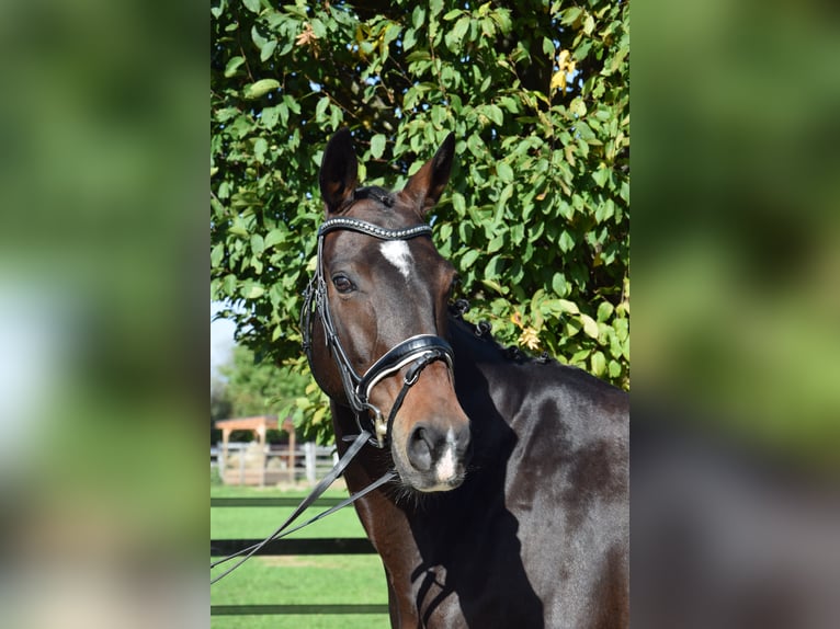 Hanoverian Mare 12 years 16 hh Bay-Dark in Garden