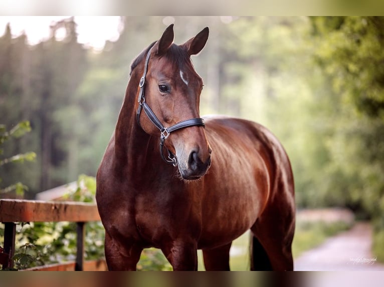 Hanoverian Mare 12 years 16 hh Bay-Dark in Kolbermoor