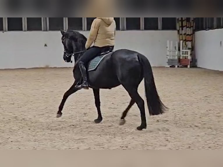 Hanoverian Mare 12 years 16 hh Black in Bad Wurzach