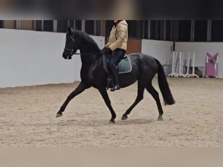 Hanoverian Mare 12 years 16 hh Black in Bad Wurzach