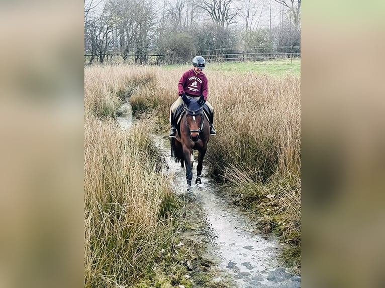 Hanoverian Mare 12 years 16 hh Brown in Dinklage