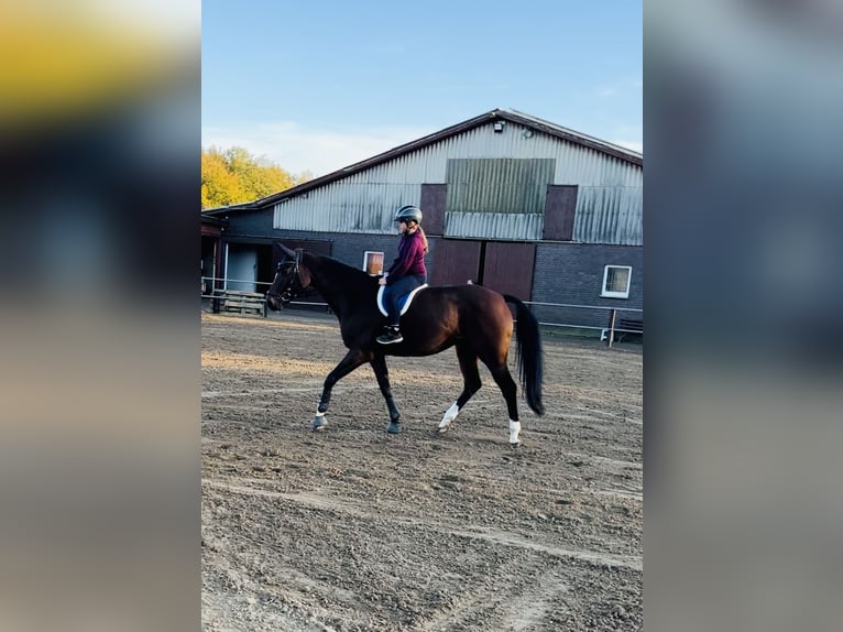 Hanoverian Mare 12 years 16 hh Brown in Dinklage