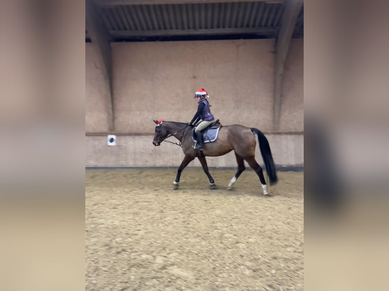 Hanoverian Mare 12 years 16 hh Brown in Dinklage
