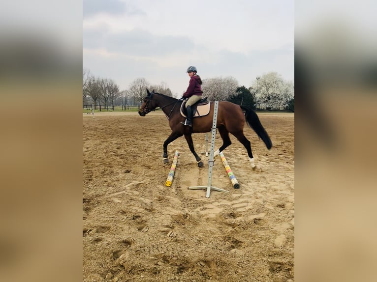 Hanoverian Mare 12 years 16 hh Brown in Dinklage