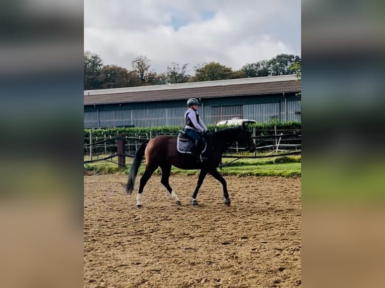 Hanoverian Mare 12 years 16 hh Brown in Dinklage