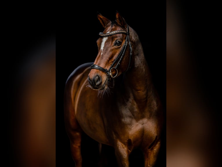 Hanoverian Mare 12 years 16 hh Brown in Dinklage