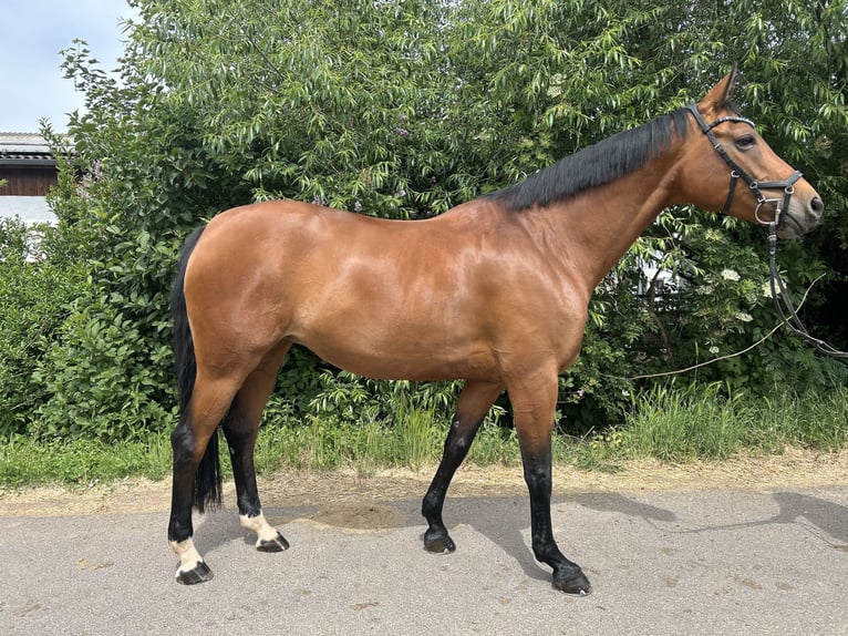 Hanoverian Mare 12 years 16 hh Brown-Light in Langenselbold