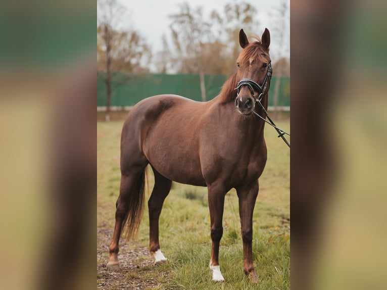 Hanoverian Mare 12 years 16 hh Chestnut in Bremerhaven