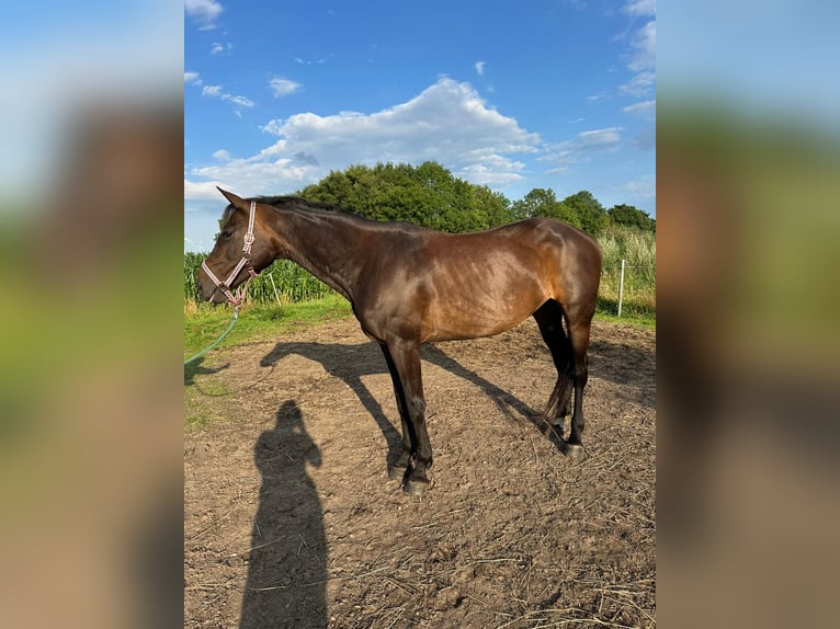 Hanoverian Mare 12 years 16 hh Smoky-Black in Gro&#xDF;heide
