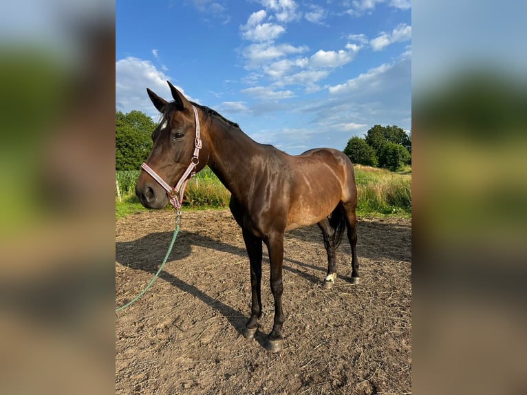 Hanoverian Mare 12 years 16 hh Smoky-Black in Gro&#xDF;heide