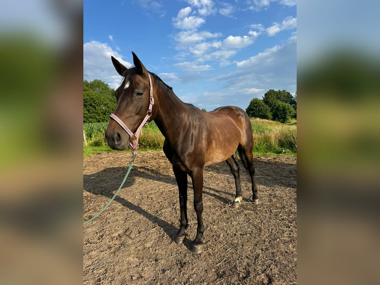 Hanoverian Mare 12 years 16 hh Smoky-Black in Gro&#xDF;heide