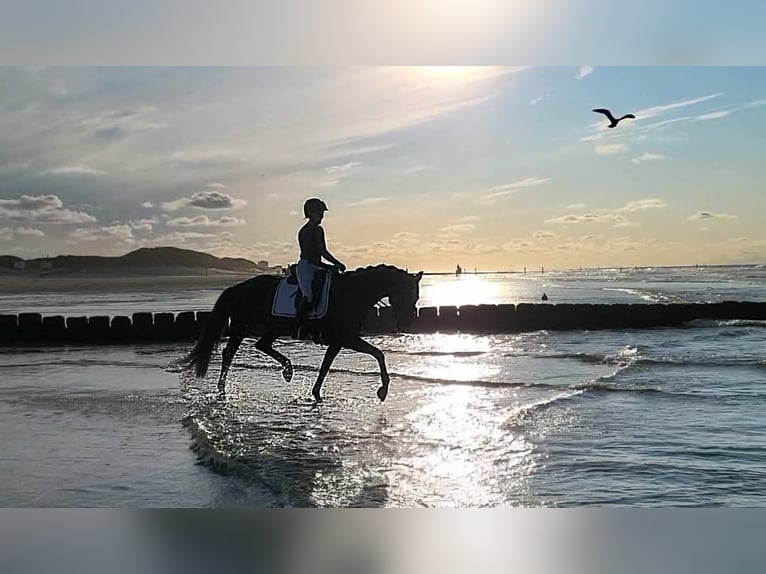 Hanoverian Mare 12 years 16 hh Smoky-Black in Feldatal