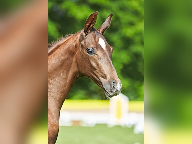 Hanoverian Mare 12 years 16 hh Smoky-Black in Feldatal