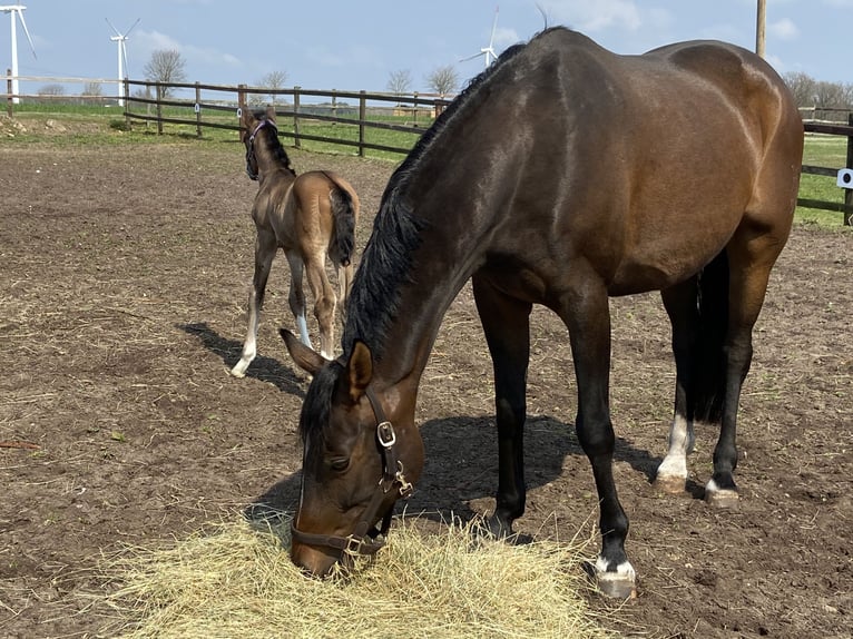 Hanoverian Mare 12 years 16 hh Smoky-Black in Neuenkirchen