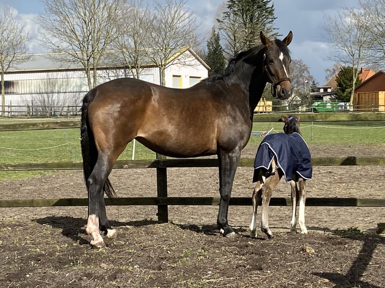 Hanoverian Mare 12 years 16 hh Smoky-Black in Neuenkirchen