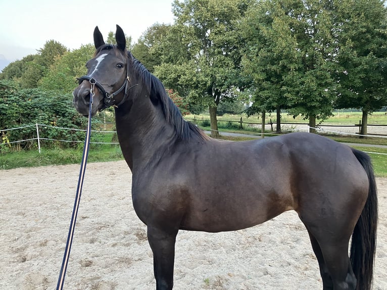Hanoverian Mare 12 years 16,1 hh Bay-Dark in Retschow