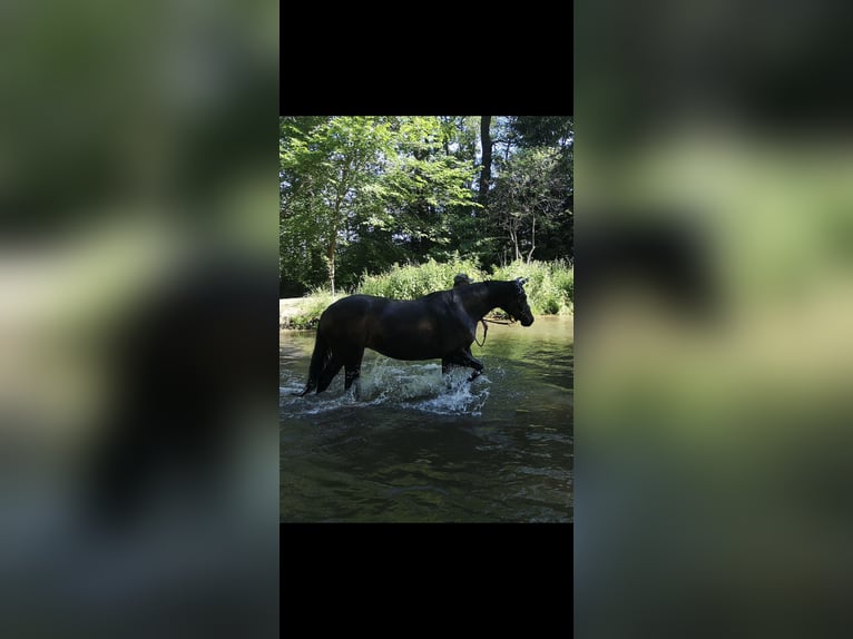 Hanoverian Mare 12 years 16,1 hh Bay-Dark in Wadersloh