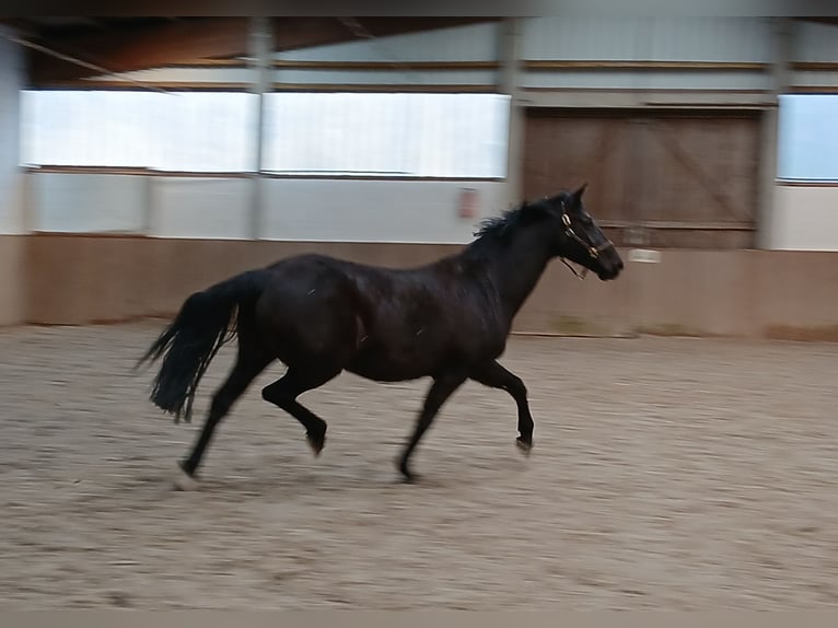 Hanoverian Mare 12 years 16,1 hh Black in Barenburg