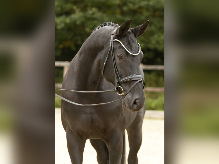 Hanoverian Mare 12 years 16,1 hh Black in Sassenberg