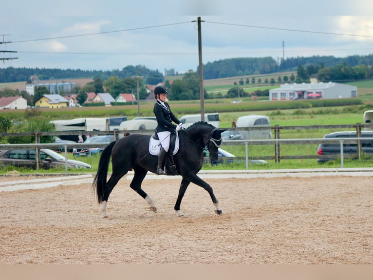 Hanoverian Mare 12 years 16,1 hh Black in Tiefenbach