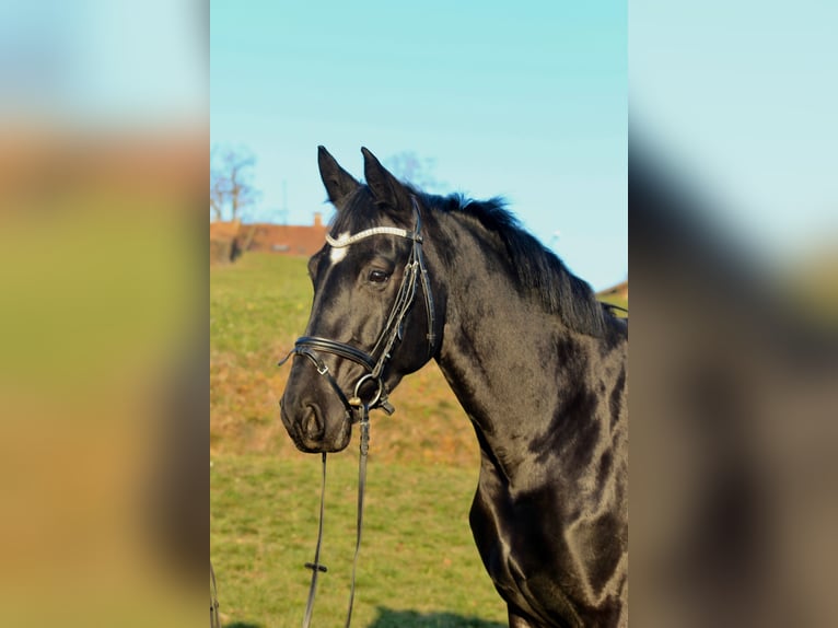 Hanoverian Mare 12 years 16,1 hh Black in Tiefenbach