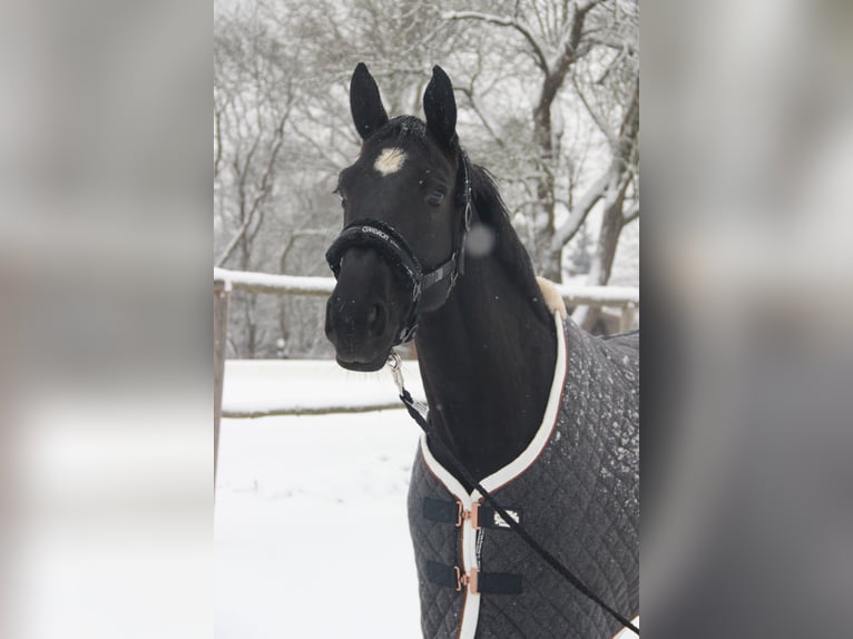 Hanoverian Mare 12 years 16,1 hh Black in Tiefenbach