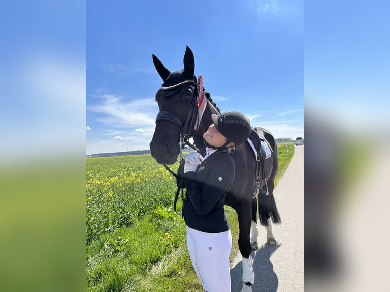 Hanoverian Mare 12 years 16,1 hh Black in Tiefenbach