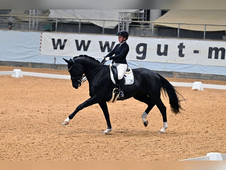Hanoverian Mare 12 years 16,1 hh Black in Tiefenbach
