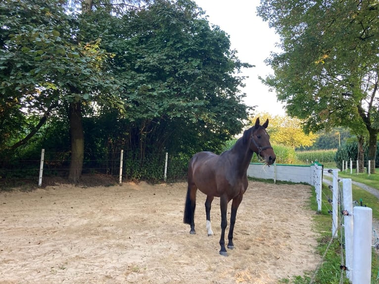 Hanoverian Mare 12 years 16,1 hh Brown in Lienen