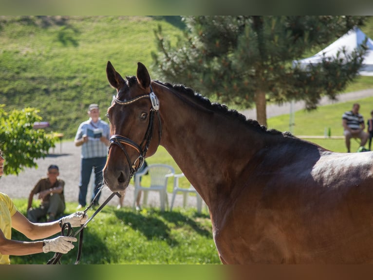 Hanoverian Mare 12 years 16,1 hh Brown in Dransfeld