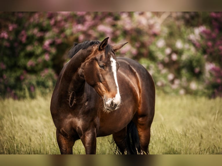Hanoverian Mare 12 years 16,1 hh Brown in Königslutter am Elm
