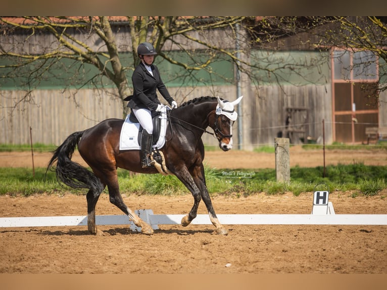 Hanoverian Mare 12 years 16,1 hh Brown in Königslutter am Elm