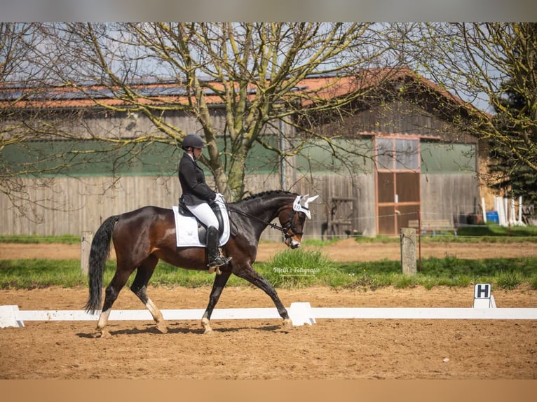 Hanoverian Mare 12 years 16,1 hh Brown in Königslutter am Elm