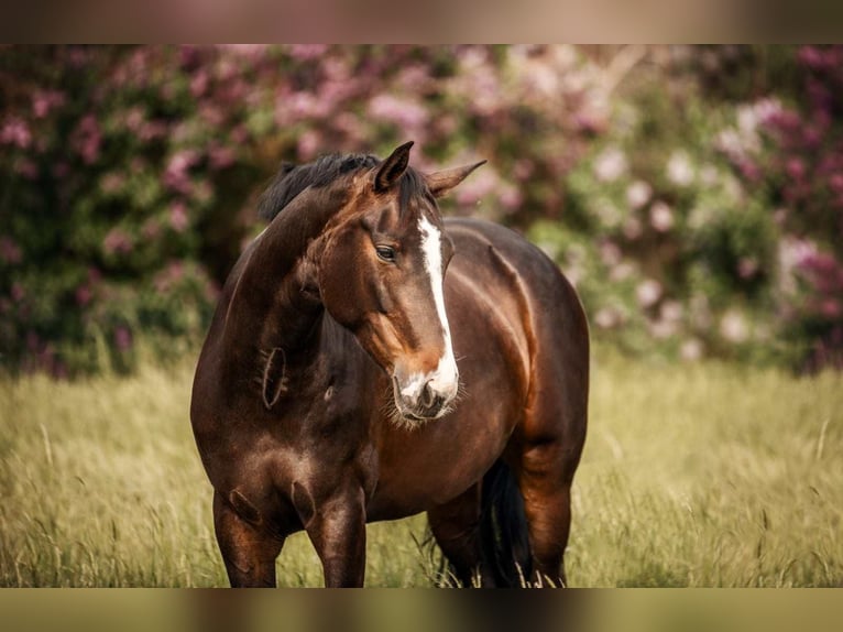 Hanoverian Mare 12 years 16,1 hh Brown in Königslutter am Elm